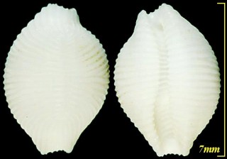 ワスレシラタマ Trivirostra edgari small