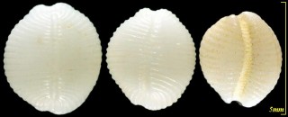 コシラタマ 小白玉 Niveria pilula small