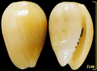 タルコゴメガイ Marginella obesa small