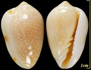 フロリダのトリノコガイの一種 Prunum roscidum small