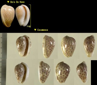 ゴマフトリノコ Persicula persicula small