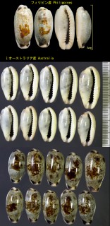 ナガヒロクチダカラ Erronea cylindrica sowerbyana small