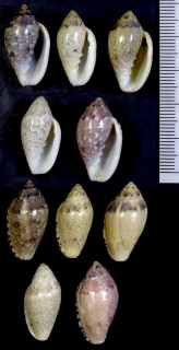 モザイクヘリトリ Marginella rosea small