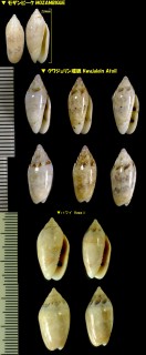 ナンヨウビナ 南洋雛 Oliva paxillus small