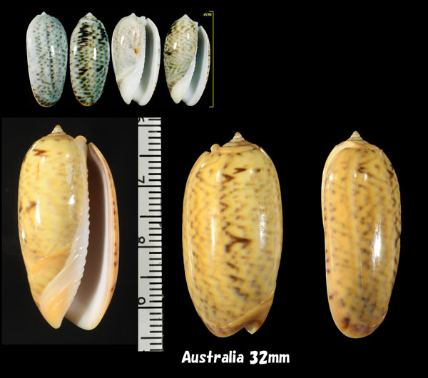 ホソコモンマクラ Oliva elegans small