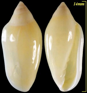 フロリダのコゴメガイの仲間 Prunum succinea small