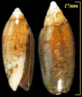 クビナガマクラ Oliva longispira small