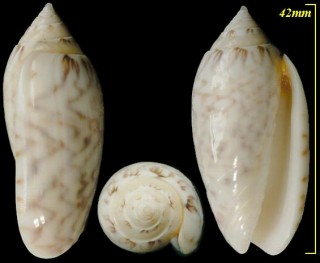レースマクラ Oliva reticularis small