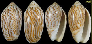 イナズママクラ Oliva peruviana fulgurata small