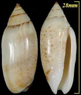 ウスイロゴウシュウマクラ Oliva australis pallescens small