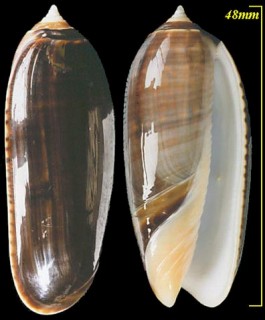 タオヤカマクラ Oliva concinna small