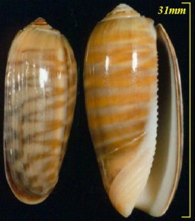 イレズミマクラ Oliva rufula small