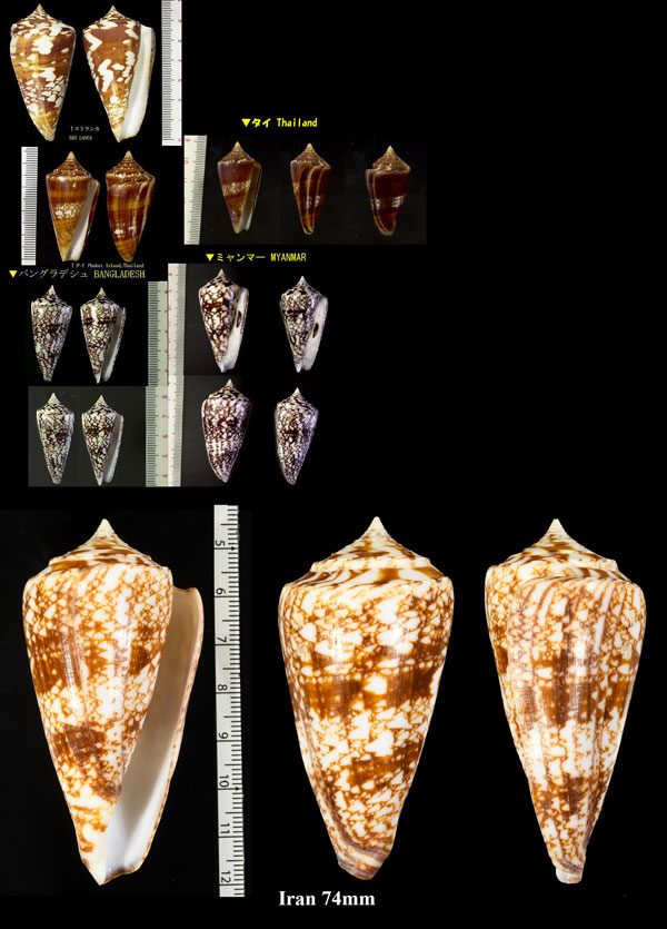 ショクコウミナシ Conus amadis small