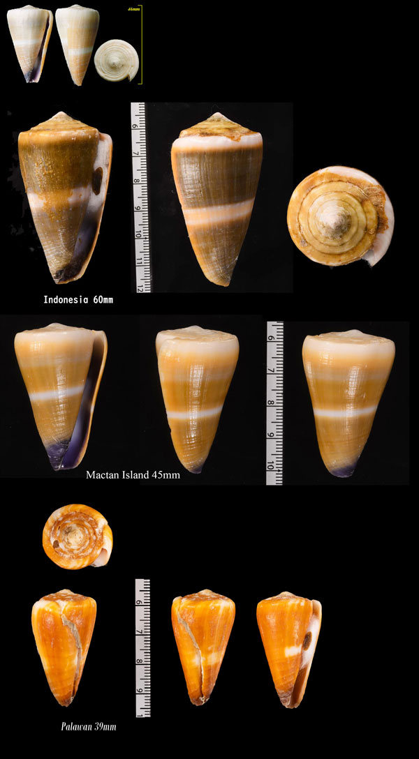 キヌカツギイモ 衣被芋 Conus flavidus small