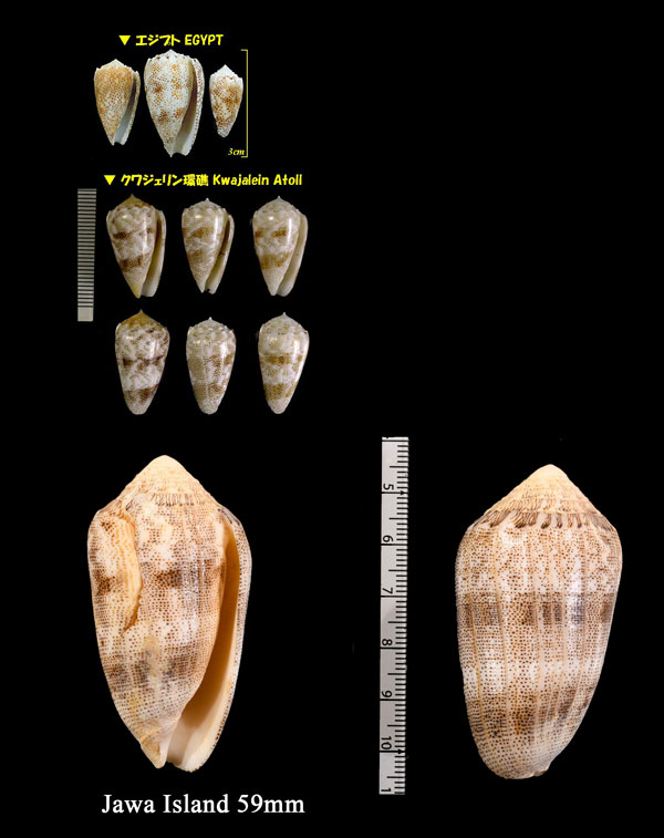 コモンイモ Conus arenatus small