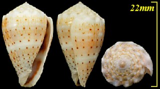 トウザンイモ Conus abbreviatus small