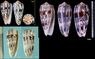 ニシキミナシ Conus striatus small