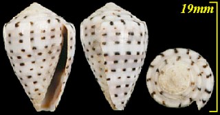 ハチマキイモ Conus taeniatus small