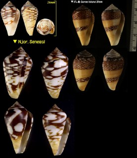ワラベイモ Conus mercator small