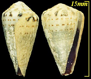 ガクフイモ 楽譜芋 Conus musicus small