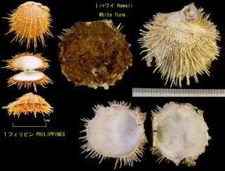 ネコジタウミギク Spondylus linguafelis small