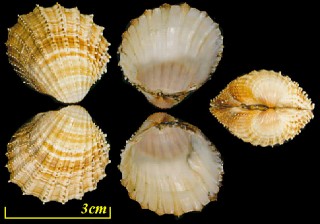 アラトゲザル Acanthocardia paucicostata small