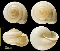 テキサスカイハクマイマイ Praticolella berlandieriana small