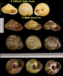 ハリママイマイ 播磨蝸牛 Euhadra congenita small