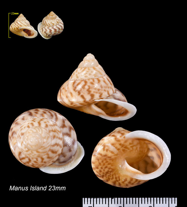 イナズマパプア Papuina admiralitatis small