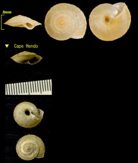 シュリケマイマイ Aegista elegantissima small