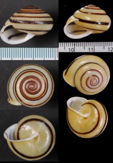 パンカラマイマイ Satsuma batanica pancala small