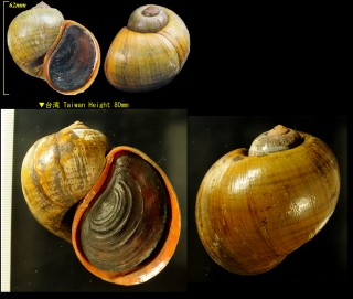 ラプラタリンゴガイ Pomacea insularum small