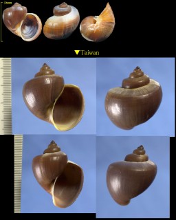 ハシゴリンゴガイ Pomacea scalaris small