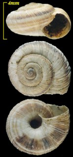 ホソセントルコマイマイ Helicopsis striata small