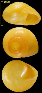 タイヘイヨウヤマキサゴ Orobophana pacifica small