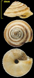 オカウズマキガイ Trochoidea elegans small