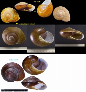 カドバリオオマイマイ Ryssota lamarckiana small