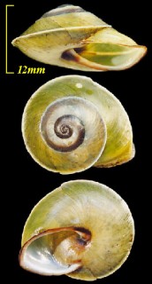 ハデウスバマイマイ Chloraea sirena small