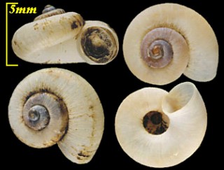 ハダカアツブタガイ Platyrhaphe nudus small