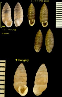 サナギガイダマシ Granaria frumentum small