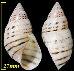 コルンバマイマイ Drymaeus poecillus small