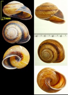 ゴウシュウツイカマイマイ Thersites appendiculatus small