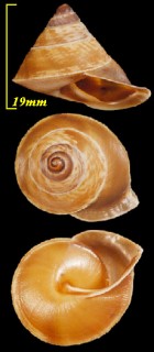 メラネシアパプア Papuina melanesia small
