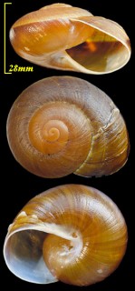 バターンヤブサメオオマイマイ Ryssota sagittifera batanica small