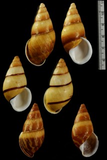 ドリアスタケノコマイマイ Chrysallis virgata dryas small