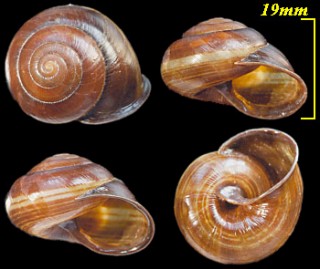 フトオビマガリマイマイ Thersites thorogoodi small