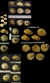 セトウチマイマイ 瀬戸内蝸牛 Euhadra subnimbosa small