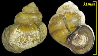 フタスジタニシ Viviparus contectus small