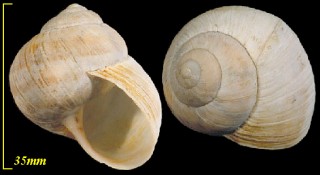 エスカルゴ Helix pomatia small