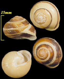 ニワノオウシュウマイマイ Cepaea hortensis small